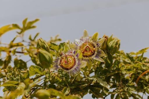 The Passion Fruit House Villa Sao Vicente  Ngoại thất bức ảnh